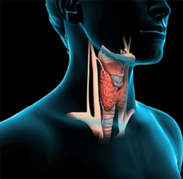 سرطان الغدة الدرقية    Thyroid Cancer