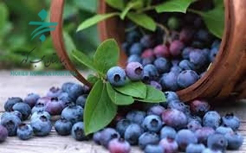 چند خاصیت بلوبری برای سلامت مغز