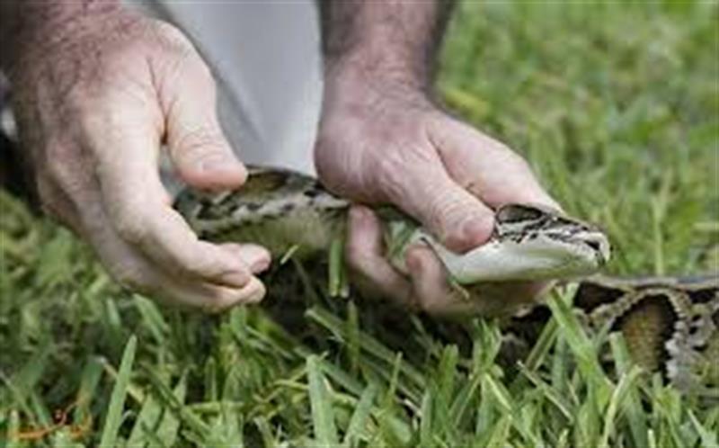 در مواجه با مار گزیدگی چه کنیم؟