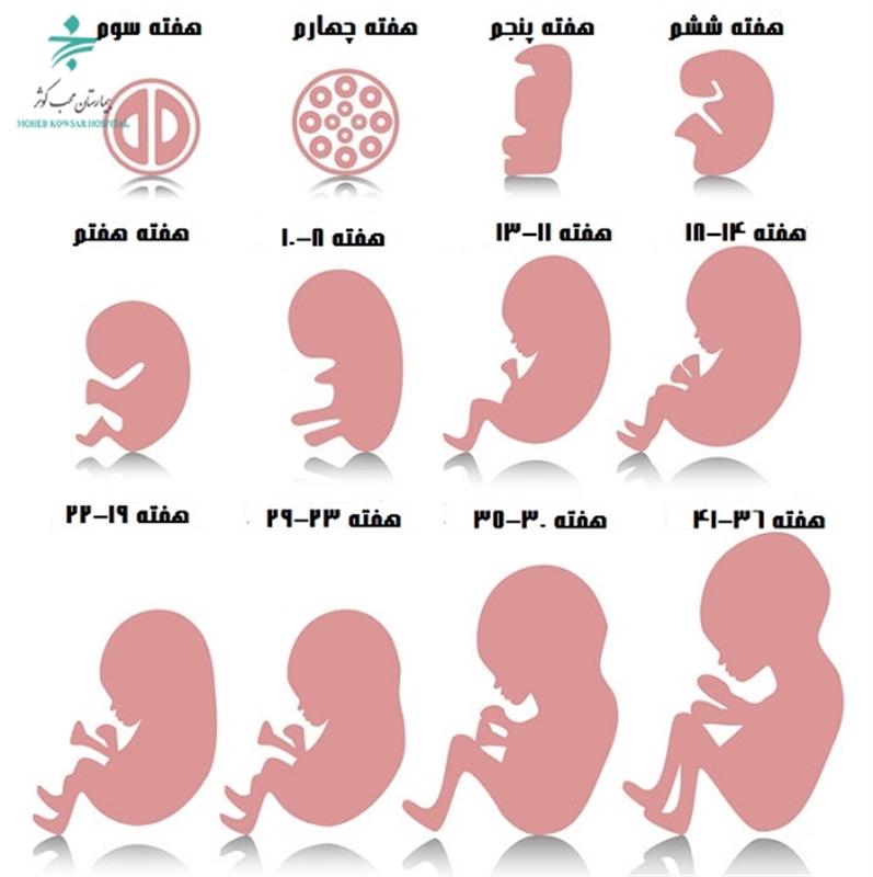 بررسی بارداری هفته به هفته در دوران حاملگی